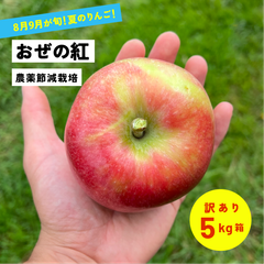 優しい甘さの果汁が溢れる！ 8月収穫 幻のリンゴ 「おぜの紅5キロ箱訳あり品」長野県産 安曇野 信州産 幻