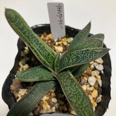 多肉植物リトルワーティー