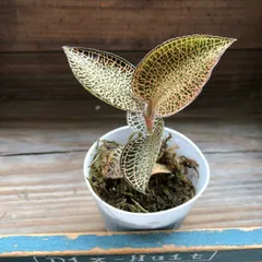 アネクトキルスロクスバーギーゴールドベイン ジュエルオーキッド　良大株 Anoectochilus roxburghii Gold Vein Type / ジュエルオーキッド