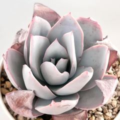 【多肉植物】エケベリア・カンテFresniilo Echeveria cante ,Fresnillo
