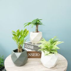 キュートポリゴン3個&栄養剤セット【オススメの観葉植物でお届け】