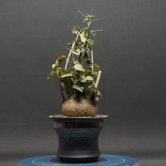 アデニア プセウドグロボーサ デカめ超扁平 発根済み - メルカリ