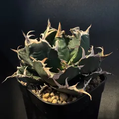 アガベ　オテロイ　大株　送料込み 国内実生最高峰】アガベ オテロイ 