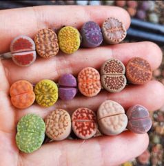 nruNPo2zQkEFNEyiUfGb5d.jpg@jpg