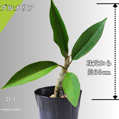 【沖縄育ち】約38㎝ プルメリア ホワイト イエロー 苗木 観葉植物 21-2