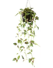 【在庫処分】インテリアグリーン 造花 70cm ハンギング 吊るし 壁掛け (トラディスカンティアB) 観葉植物 人工 吊り下げ 1鉢 フェイクグリーン Kugusa