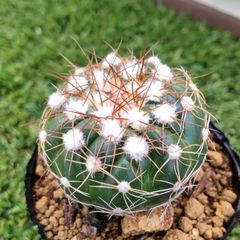 サボテン ノトカクタス 菫丸