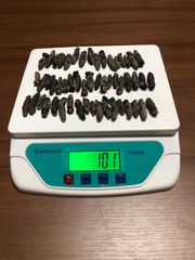 工場直売関西産A級品 乾燥なまこSSS 100g50匹 (計量時100g53本)