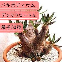 【種子】パキポディウム　デンシフローラム(シバ女王の玉櫛) 種子50粒