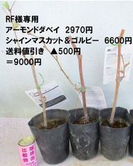 RF　様専用　アーモンドダベイとシャインマスカット＆ゴルビー