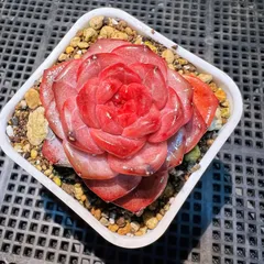 輸入苗　レア新品種　プリンセスジェニーン　多肉植物　エケベリア