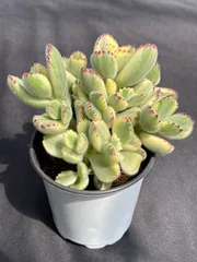 ☆まるちゃん☆多肉植物エケベリア❗訳あり苗＆在庫処分セット❗寄植えMIX ☆まるちゃん様専用☆多肉植物エケベリア❗訳あり苗＆在庫処分セット