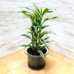 【観葉植物　ハイドロカルチャー】クリア150　炭植え　サンデリアーナホワイト