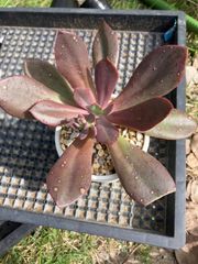 オパール 大きめ 抜き苗 多肉植物 モフ多肉 エケベリア