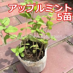 ■アップルミント苗 5株セット発根済み ハーブ野菜苗☆無農薬栽培♪
