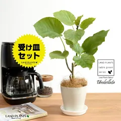 2024年最新】植木鉢 陶器 白 10号の人気アイテム - メルカリ