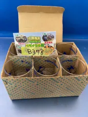 リボンシトロン　リボン　グラス　6個セット　レア