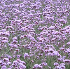 2024年最新】三尺バーベナの人気アイテム - メルカリ 