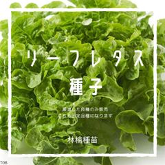 T08　家庭菜園でおすすめ品種　リーフレタス　固定種　野菜の種　貴重な累代自家採種！ここが他とは違います！