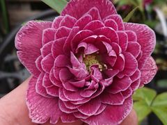 mirakohujinさん専用 】クリスマスローズ 2株 - メルカリ