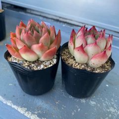 AKA様専用＊速達＊多肉植物 エケベリア アモール フロリディティ セット