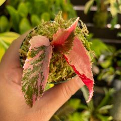 アロカシア　ワトソニアナ ピンク　斑入り alocasia watsoniana アロカシア ワトソニアナ ピンク アロカシア ワトソニアナ ピンク