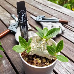 良形・人気種】パキポディウム・ブレビカウレ “恵比寿笑い