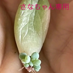 インテリア♡アンズショップ♡ - メルカリShops