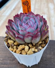 ロータスパフューム