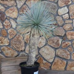 【現品１点物・高さ145cm】 ユッカ ロストラータ 13号鉢 【現品NO.7】 寄せ植え 鉢植え 地植え お洒落 可愛い 植木 苗木 観葉植物 インテリア ロックガーデン