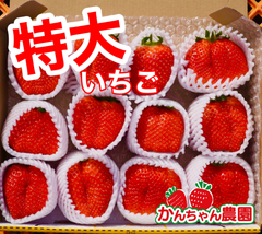 【特大いちご】愛媛県産かんちゃん農園の甘いいちご