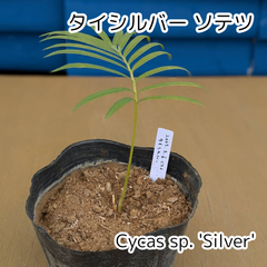 【人気商品‼️】【鉢ごと発送】タイ　シルバーソテツ　Cycas sp.silver　2025-3-6-Sp2