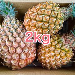 沖縄 石垣島産 ポコットパイン2kg