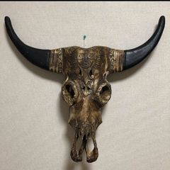 ホホジロザメ ホオジロザメ 鮫 サメ 歯 顎 アゴ 骨格標本 - メルカリ