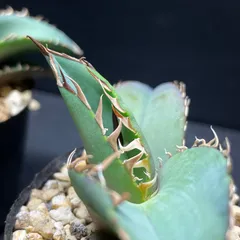 アガベ チタノタブルー 実生 5 楽天市場】アガベ チタノタ 'ブルー' 5寸 実生苗 (観葉植物