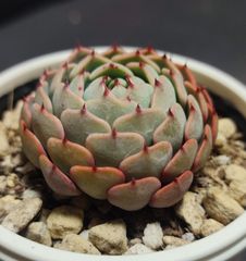 エケベリア 原種 ミニマ プエンテ タスキーラ minima puente tasquila  ケーレス実生苗 月曜or火曜日発送