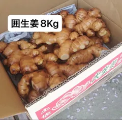 高知県産囲生姜8Kg 高知県産囲生姜8Kg - メルカリ