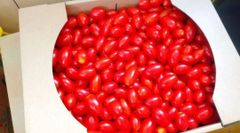 ミニトマト「純あま」3kg 甘くて美味しいプリッと食感 北海道産 クール便発送