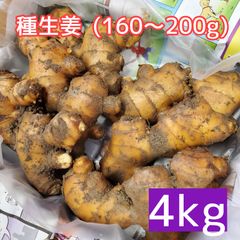 種生姜 土佐一 大生姜(160～200g)4kg