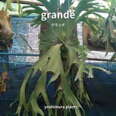 ビカクシダセット15種 ヨシムラ植物商店 - メルカリShops