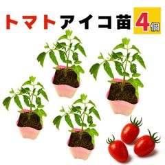 ミニトマト アイコ 苗 4個セット 実生苗 甘い 販売 プランター 初心者でも育てやすい 家庭菜園 病気に強い 農場直送 9cmポット