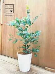 バンクシア（アテナータ） 6号 プラスチック苗 1鉢 オーストラリア原産