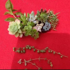 おまかせ多肉植物詰め合わせ