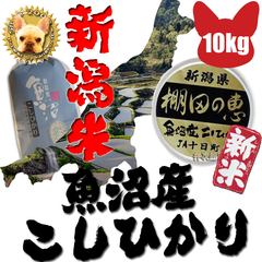 令和4年新潟県産 魚沼産 棚田 コシヒカリJA物 1等玄米 10kg 精米無料