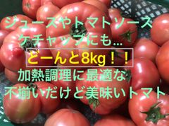 トマト　調理・加工向け　8kg
