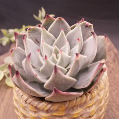 四種発送	R177	Subalpina hyb.	【イータニク】多肉植物　韓国苗