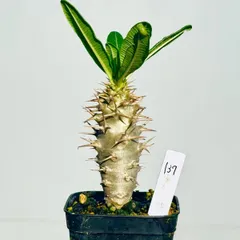 アンボンゲンセ　実生　でっぷり　良型　コレクション　超美株 アンボンゲンセ 実生 でっぷり 良型 コレクション 超美株