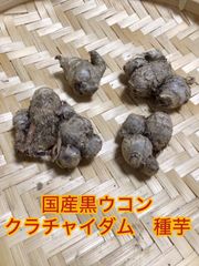 国産黒ウコン　クラチャイダム　種芋　４個セット
