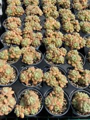抜き苗 ロココ MY6×18株 ふっくら 多肉植物 エケベリア サボテン 韓国苗 新入荷