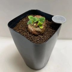 多肉植物　ケープバルブ　シンニンギアプラータ(レア)  抜き苗　根付き